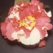 Flossie Smith Variegated